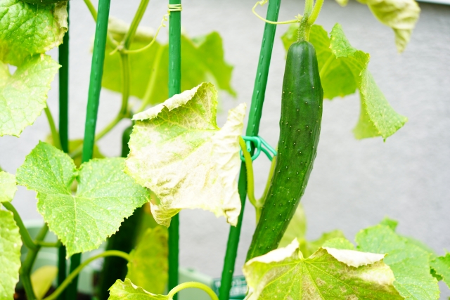 キュウリ お知らせ 家庭用ビニールハウス 小型 野菜のおうち