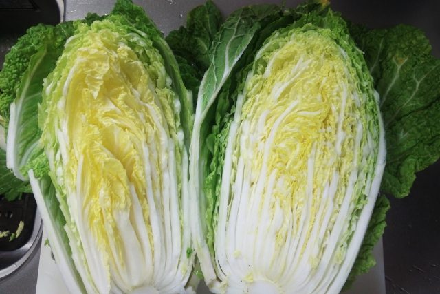 白菜 お知らせ 家庭用ビニールハウス 小型 野菜のおうち